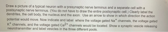 Solved Draw a picture of a typical neuron with a presynaptic | Chegg.com