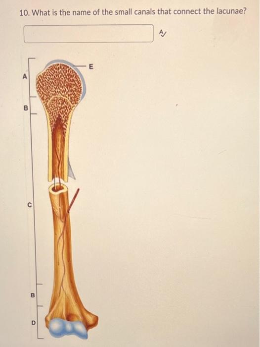 Solved 1. Name the enlarged distal end of the long bone at