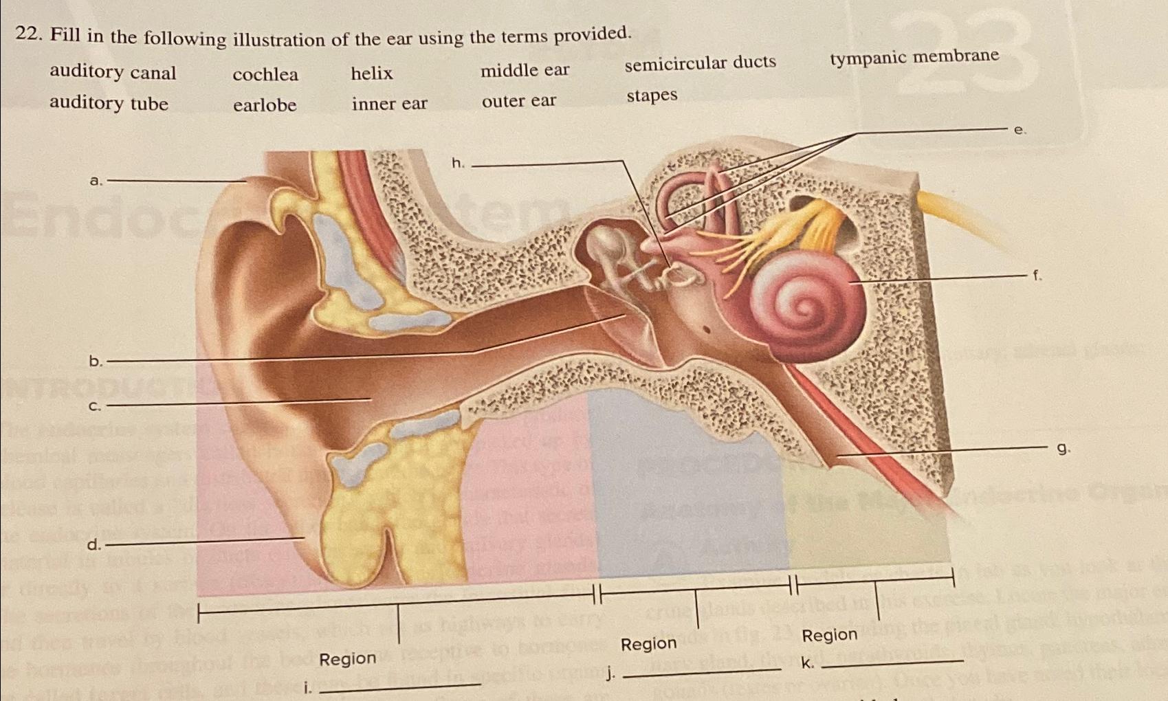 Solved Fill in the following illustration of the ear using | Chegg.com