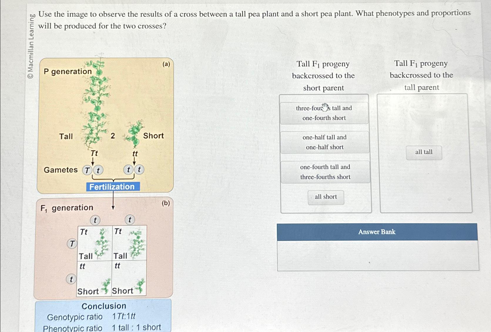 Solved on Use the image to observe the results of a cross | Chegg.com