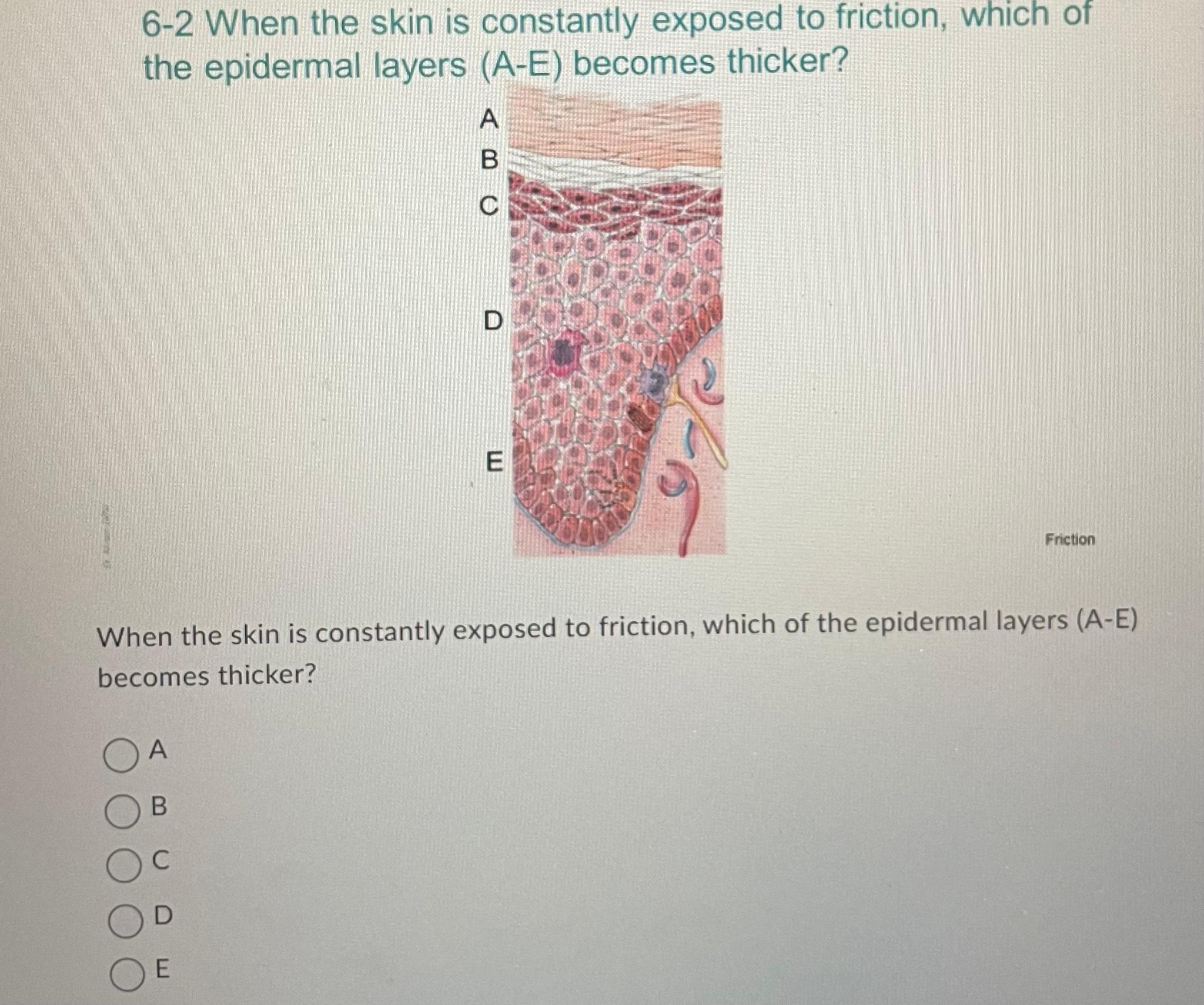 Solved 6-2 ﻿When the skin is constantly exposed to friction, | Chegg.com