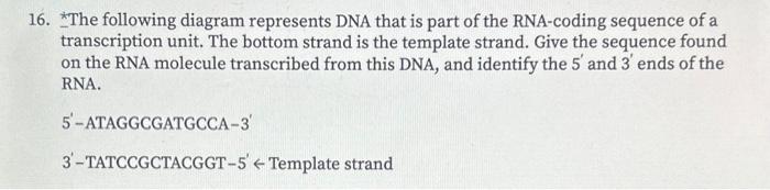 Solved 16. ∗ The following diagram represents DNA that is | Chegg.com