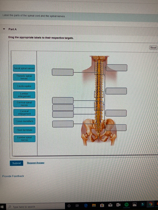 Solved: Label The Parts Of The Spinal Cord And The Spinal | Chegg.com