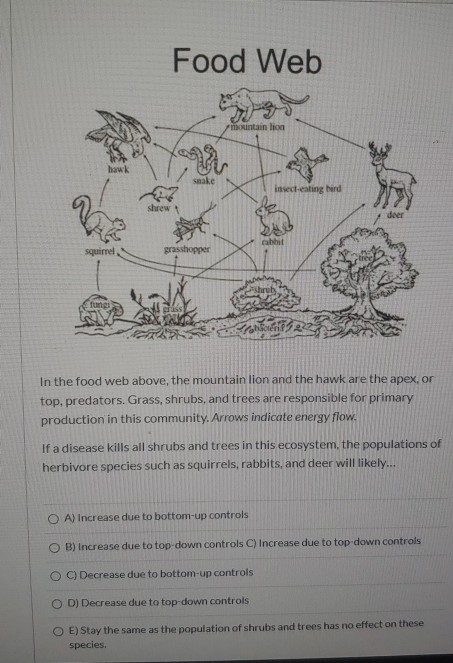 Solved Food Web mountain lion insect-eating hard squirrel | Chegg.com