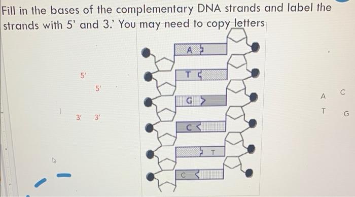 Solved Fill in the bases of the complementary DNA strands | Chegg.com