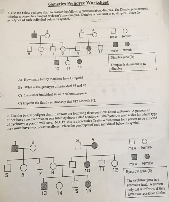 Genetics Pedigree Worksheet Dimples - Thekidsworksheet