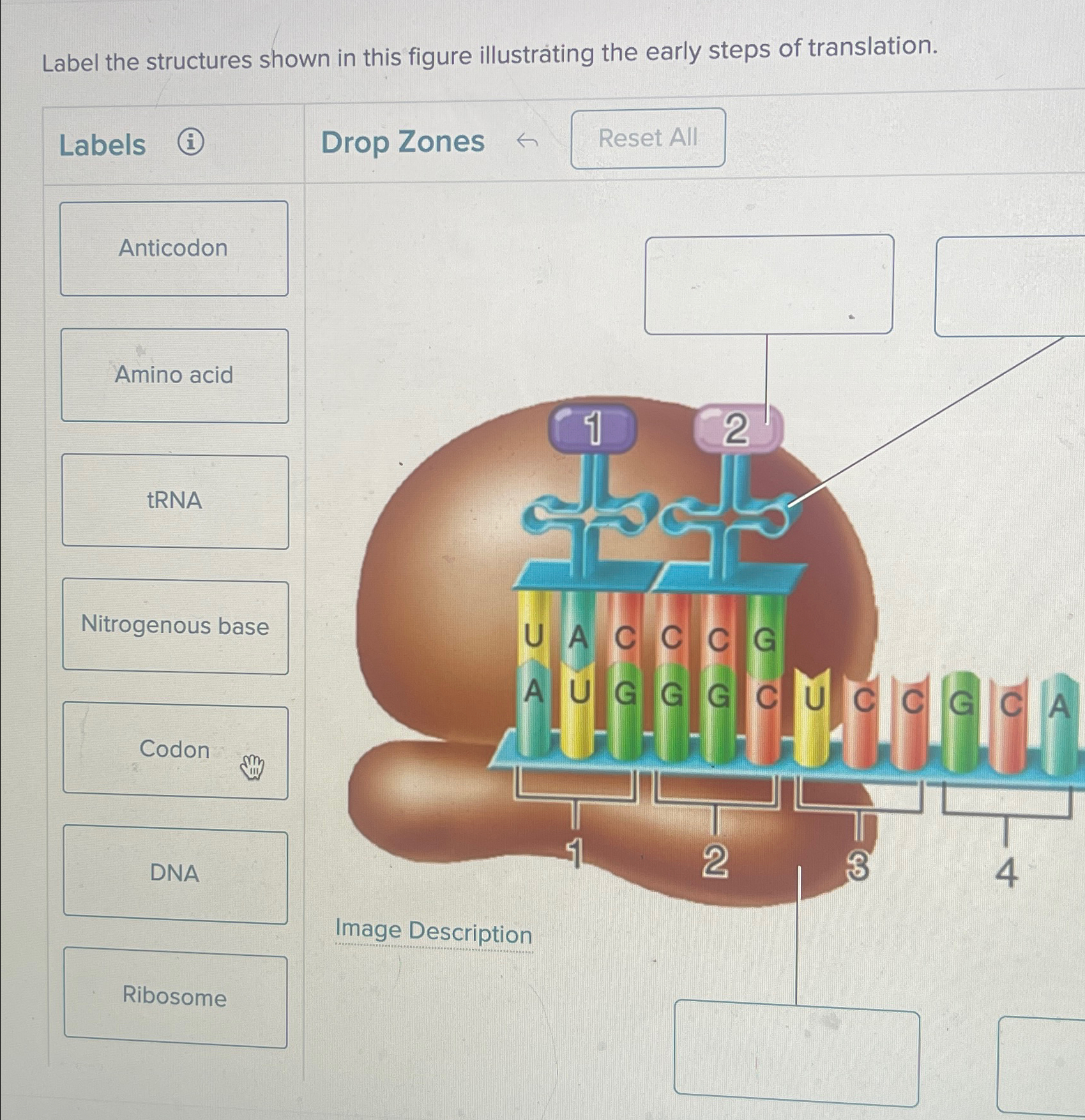 Label the structures shown in this figure | Chegg.com