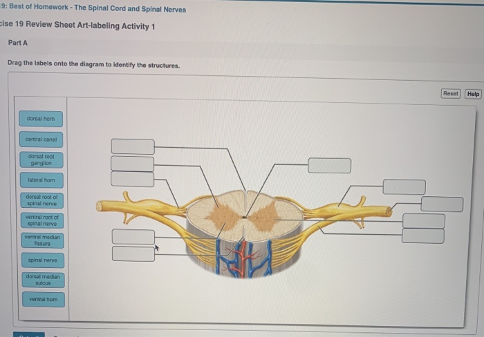 Solved: 9: Best Of Homework - The Spinal Cord And Spinal N... | Chegg.com