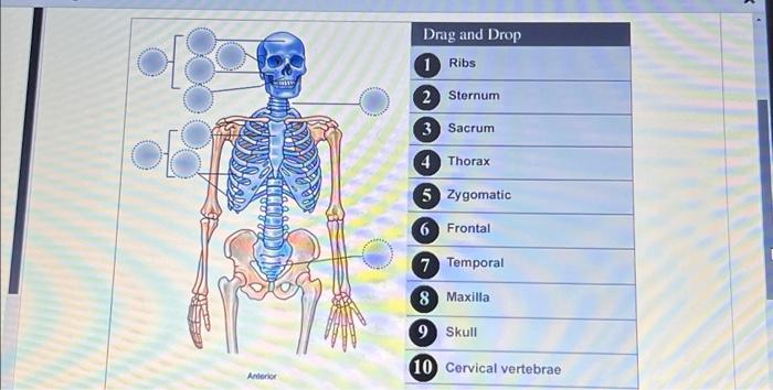 Solved Drag and Drop (1) Ribs 2 Sternum (3) Sacrum (4) | Chegg.com