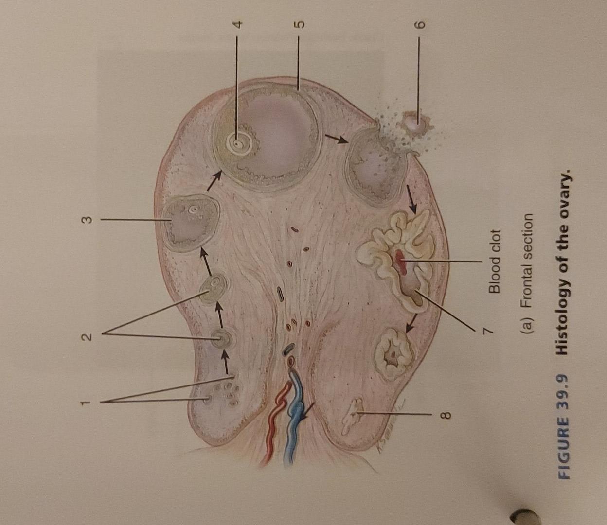T.S. of ovary | Biology diagrams, Human eye diagram, Ovaries