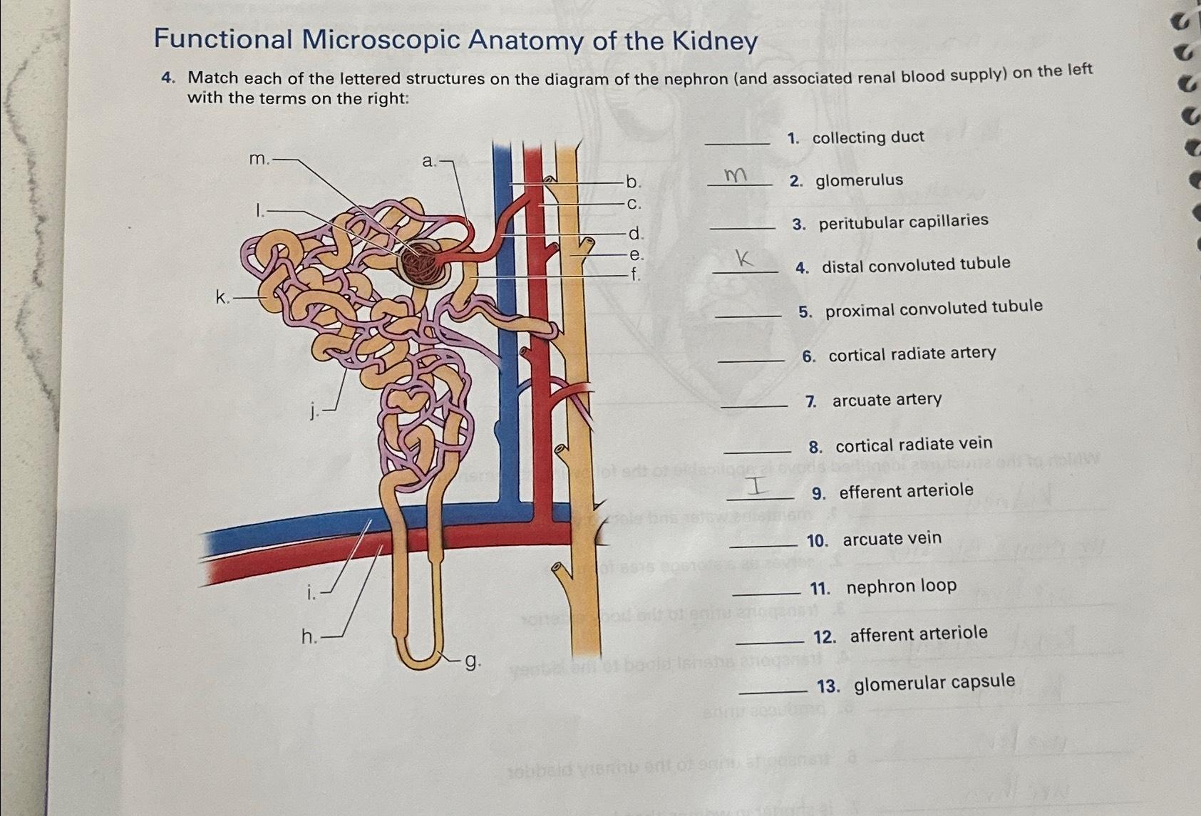 Solved Functional Microscopic Anatomy of the Kidney4. ﻿Match | Chegg.com