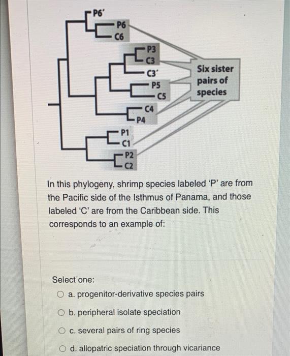 Solved P6' P6 C6 P3 C3 C3 P5 C5 C4 P4 P1 Six sister pairs of | Chegg.com
