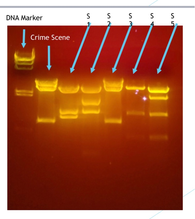 solved dna marker s s s crime scene 6