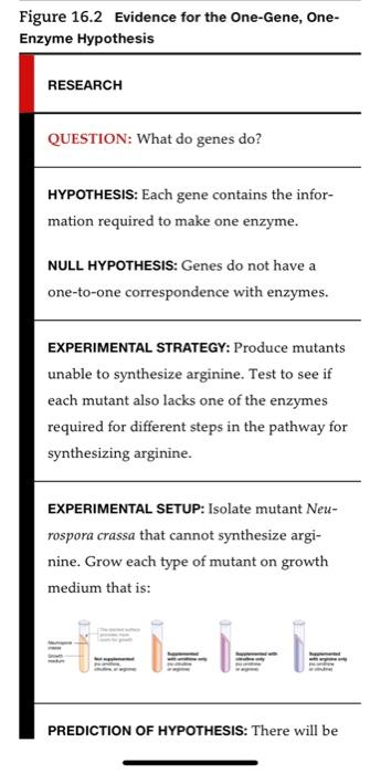 Review the experiment in Figure 16.2. Experimental | Chegg.com