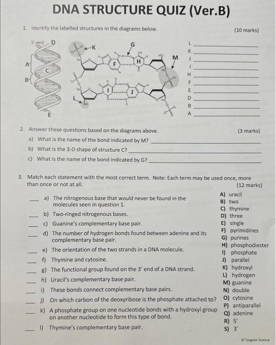 Solved DNA STRUCTURE QUIZ (Ver.B) 1. Identify The Labelled | Chegg.com