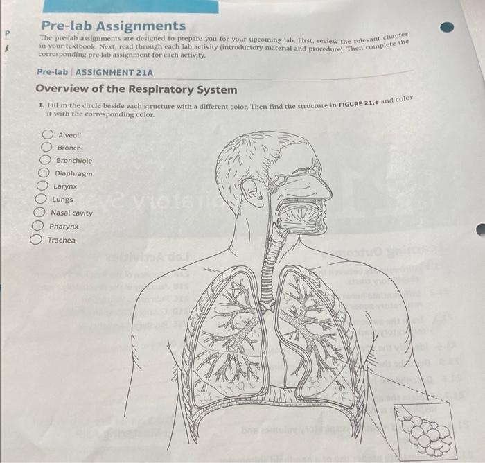 Pre-lab Assignments The prelab assignments are | Chegg.com