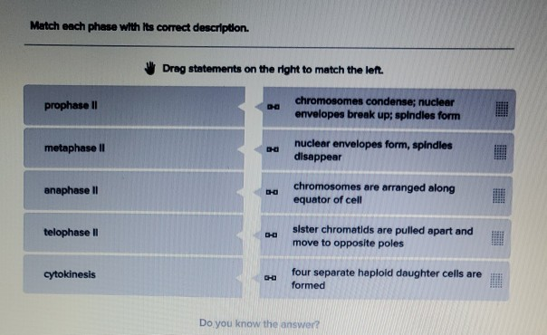 Solved Match each phase with its correct description. Drag | Chegg.com