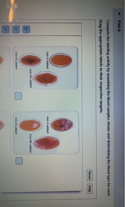 Solved Part A Complete The Labeling Activity By Examining | Chegg.com