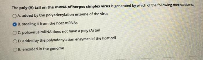 Solved The poly (A) tail on the mRNA of herpes simplex virus | Chegg.com