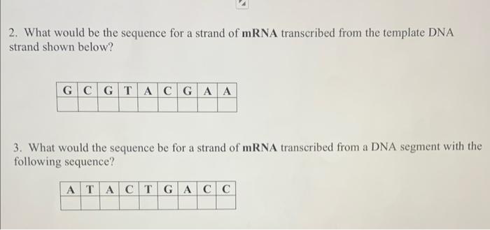 Solved 2. What would be the sequence for a strand of mRNA | Chegg.com