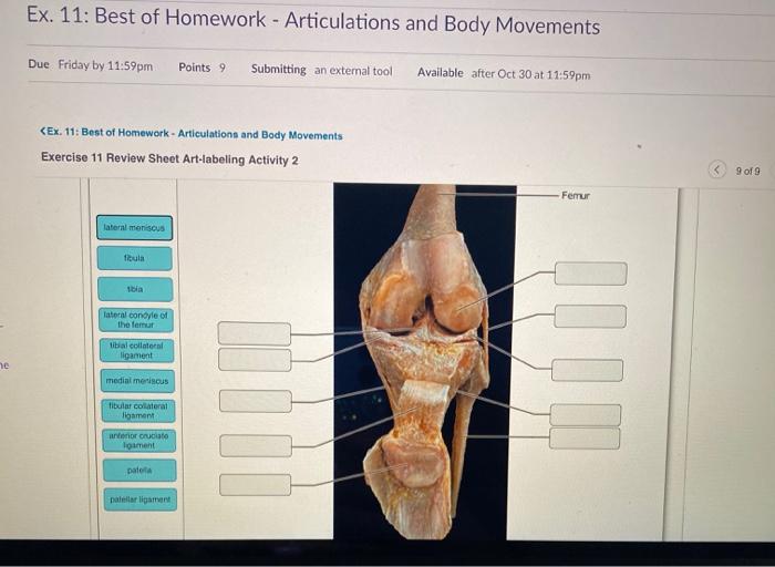 Ex 11 Best Of Homework Articulations And Body Chegg 