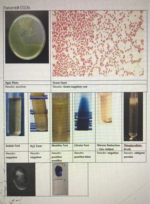 Solved Patient# 0106 Agar Plate Results: positive Gram Stain | Chegg.com