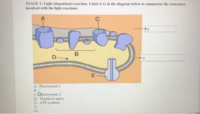 light reactions diagram