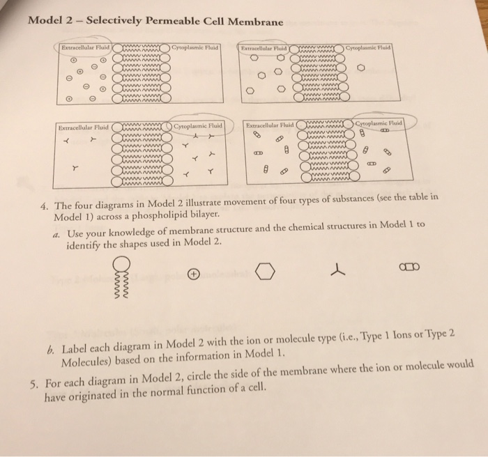 Solved Model 2 Selectively Permeable Cell Membrane Chegg Com