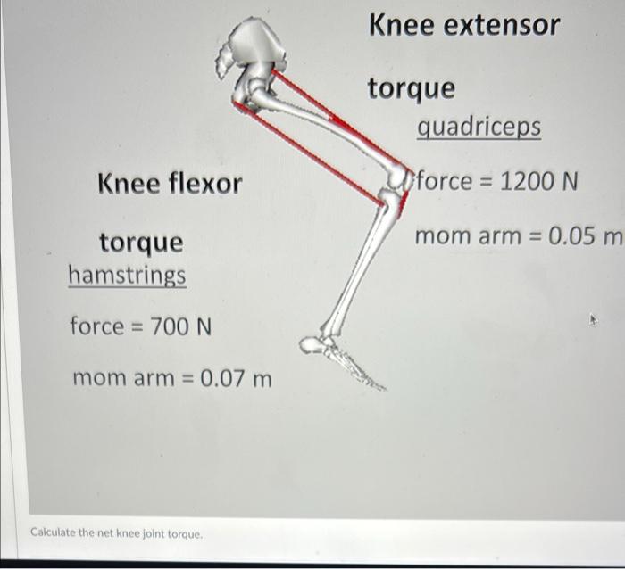 Solved Knee extensor torque quadriceps Knee flexor force =