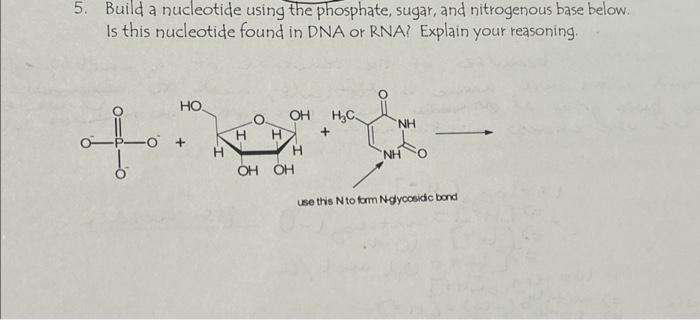 Solved 5. Build a nucleotide using the phosphate, sugar, and | Chegg.com
