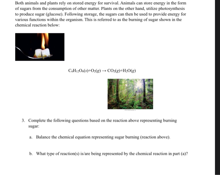Stored Food In Plants Is Eaten By Animals For Energy vrogue.co