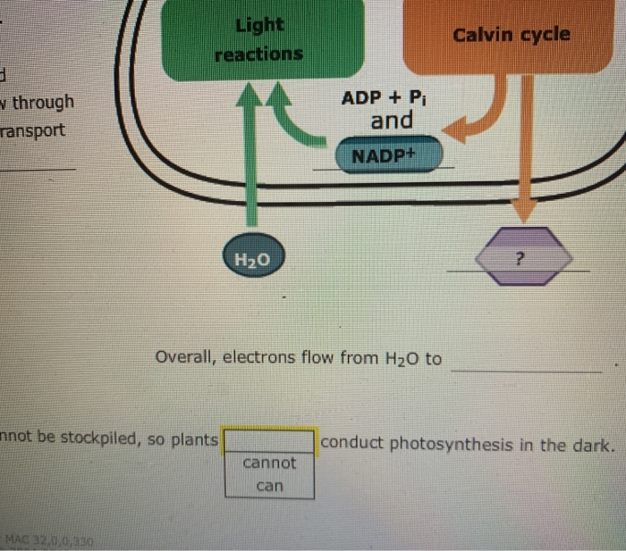 Solved Photosynthesis Is A Two-stage Process In Which | Chegg.com