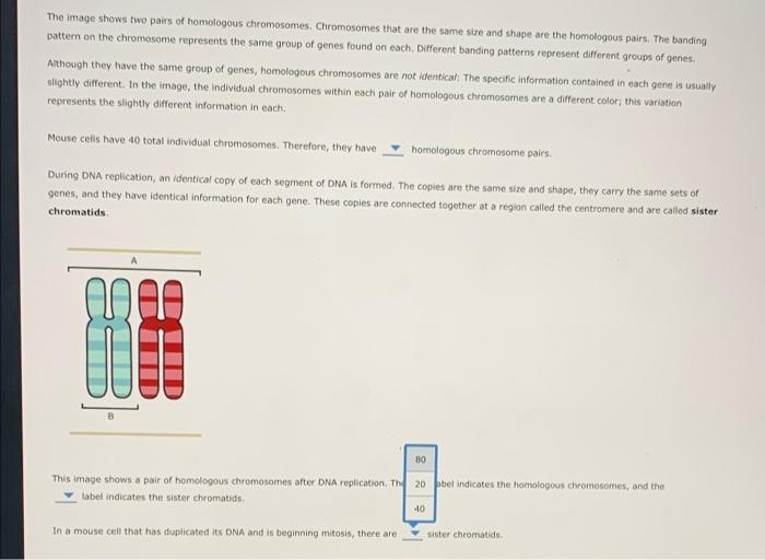 Solved 3. Homologous chromosomes and sister chromatids Most | Chegg.com
