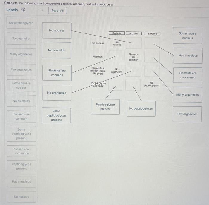 Complete the following chart concerning bacteria, archaea, and eukaryotic cells.
Labels (i) \( \quad \) Reset All
\begin{tabu