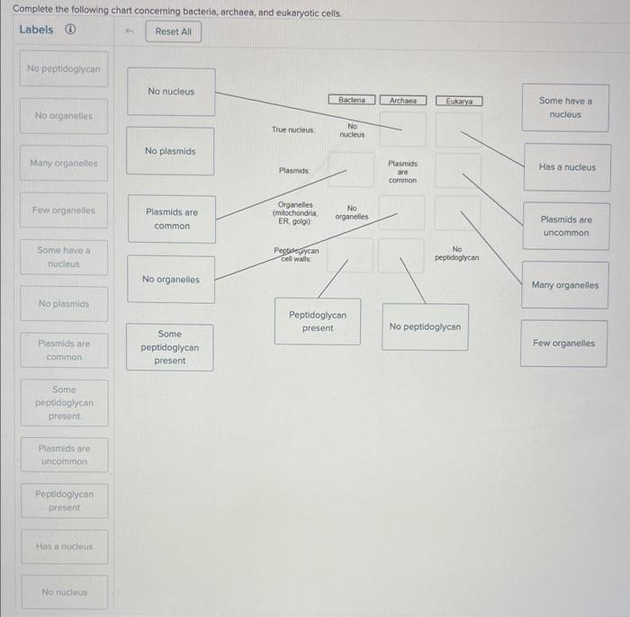 Complete the following chart concerning bacteria, archaea, and eukaryotic cells.
Labels (i) \( \quad \) Reset All
\begin{tabu