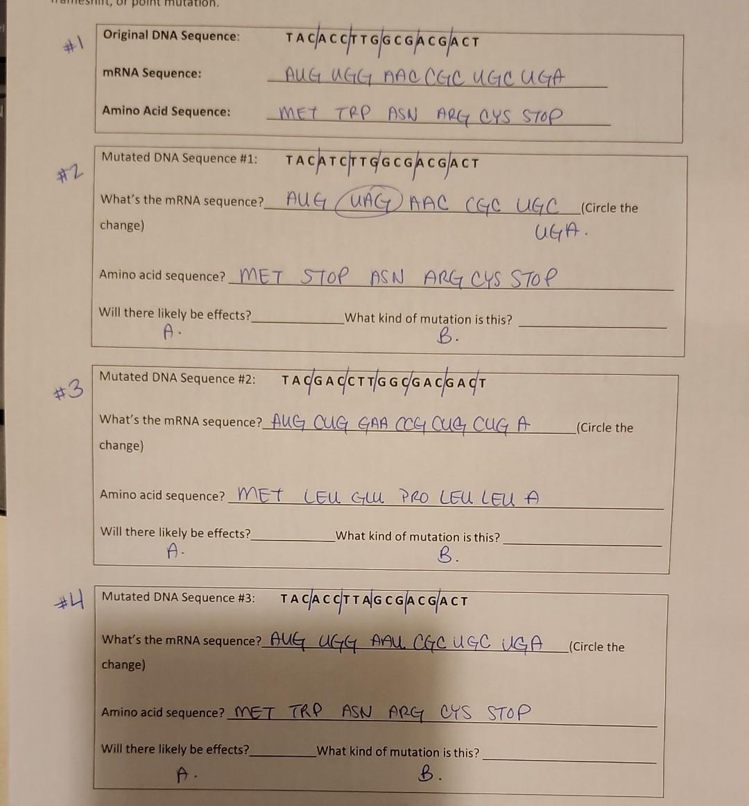 Solved Mutated DNA Sequence #1: T A C A T C/T T G G | Chegg.com