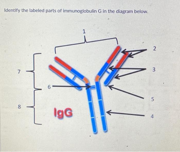 Solved Identify the labeled parts of immunoglobulin G in the | Chegg.com