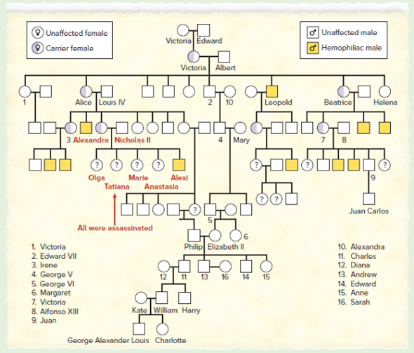 Pedigree Worksheet 3 Hemophilia The Royal Disease Answer Key Captions 