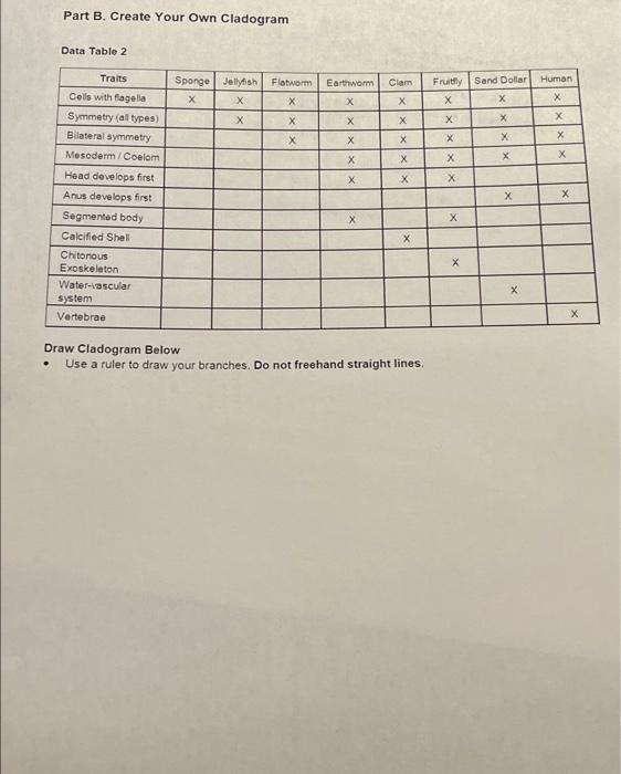 Part B. Create Your Own Cladogram
Data Table 2
Traits
Cells with flagella
Symmetry (all types)
Bilateral symmetry
Mesoderm/Co