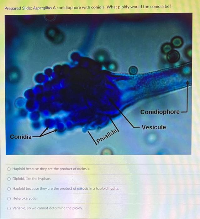 Aspergillus conidiophores