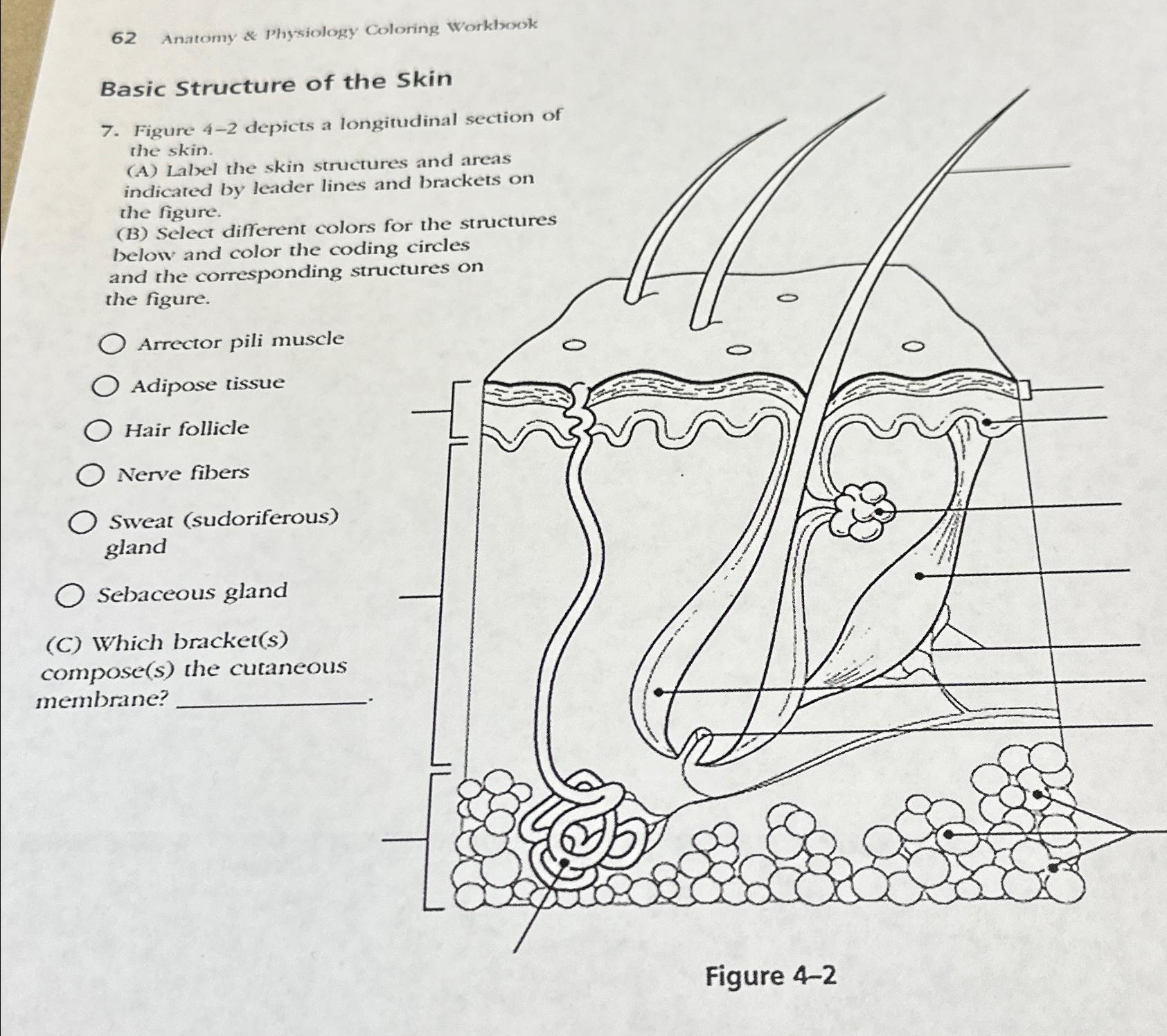 Solved 62Anatomy & Physiology Coloring WorklsookBasic | Chegg.com