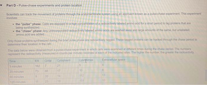 Solved Part D Pulse Chase Experiments And Protein Location Chegg Com