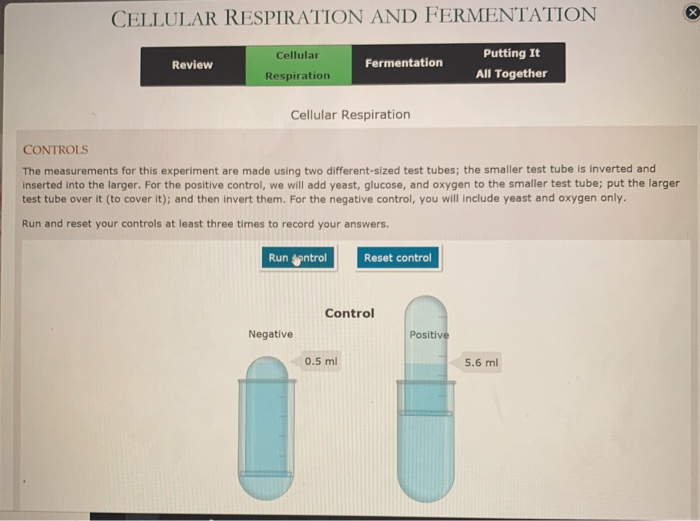 Solved CELLULAR RESPIRATION AND FERMENTATION Putting It - Image