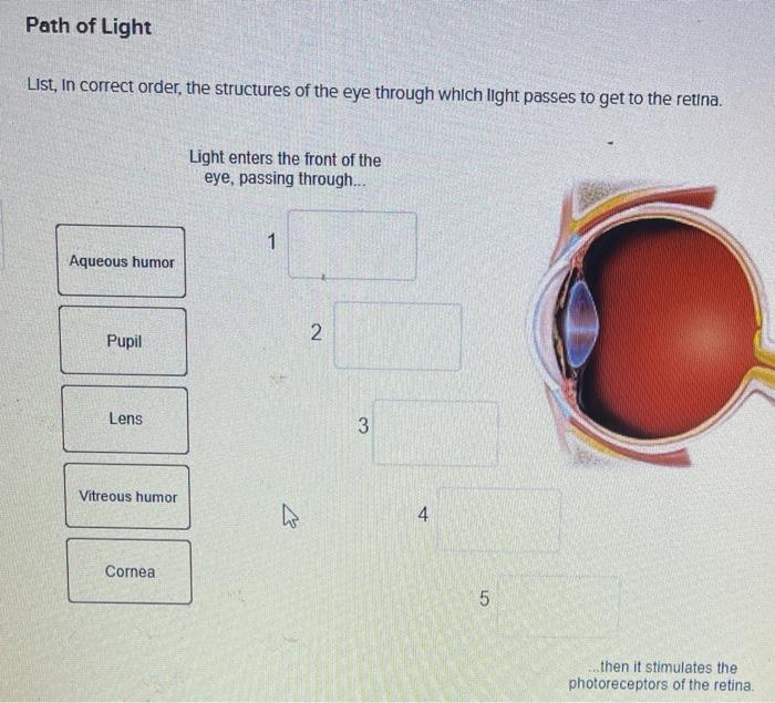 Solved Path Of Light List In Correct Order The Structures Chegg