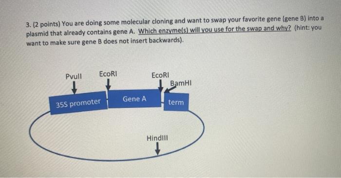 Solved 2. (4 points) Here is a map of the plasmid BET it is | Chegg.com