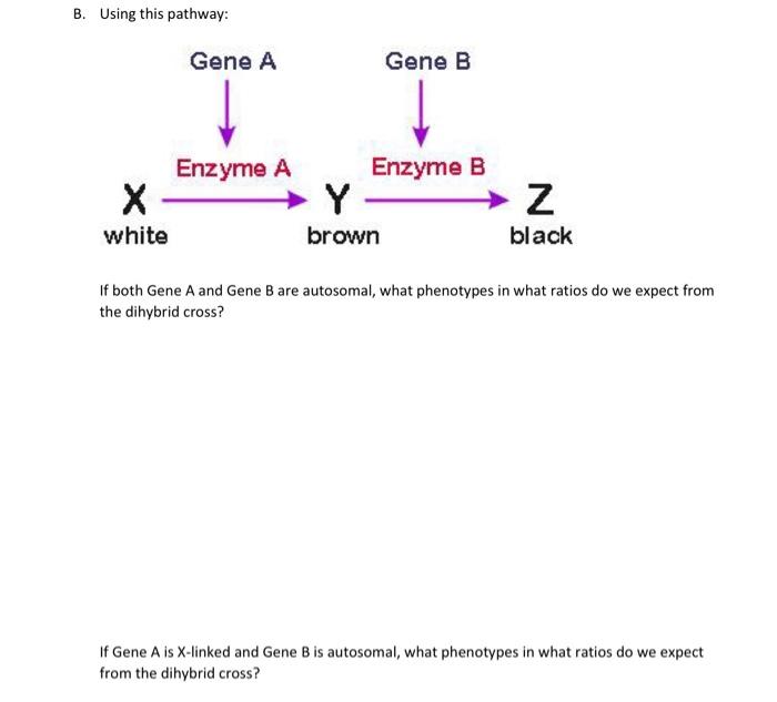 Solved B. Using This Pathway: If Both Gene A And Gene B Are | Chegg.com