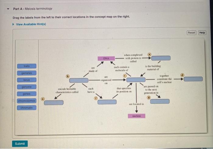 Solved Part A Meiosis Terminology Drag The Labels From Chegg Com