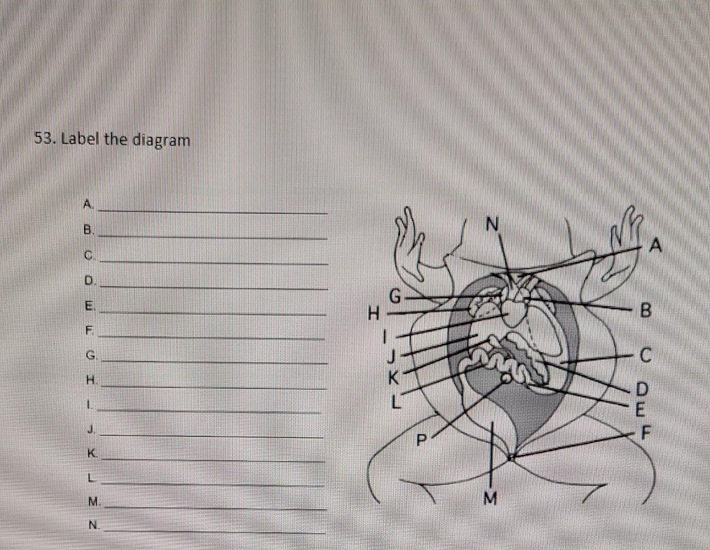53. Label the diagram | Chegg.com