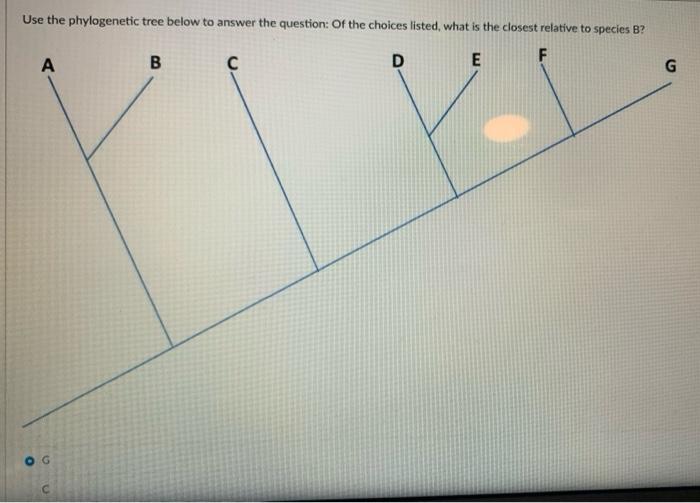 Solved Use The Phylogenetic Tree Below To Answer The | Chegg.com