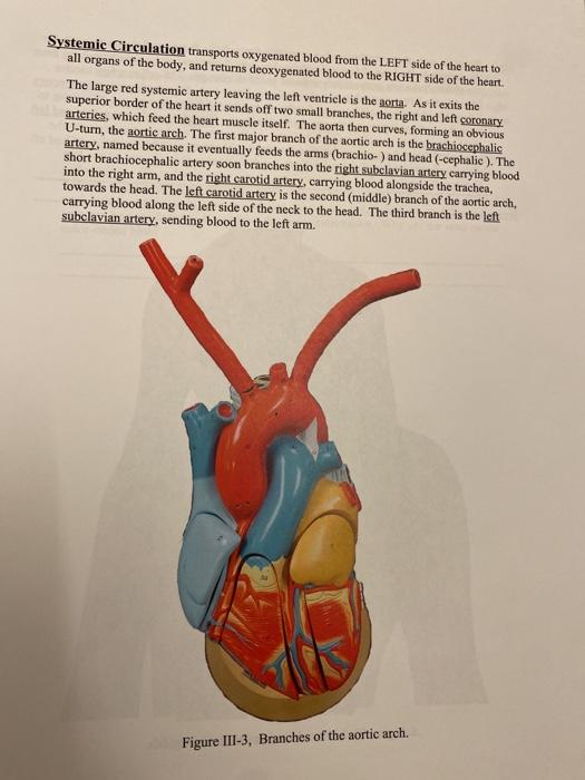 Solved Identification Sheet for Anatomy Models Heart Model: | Chegg.com